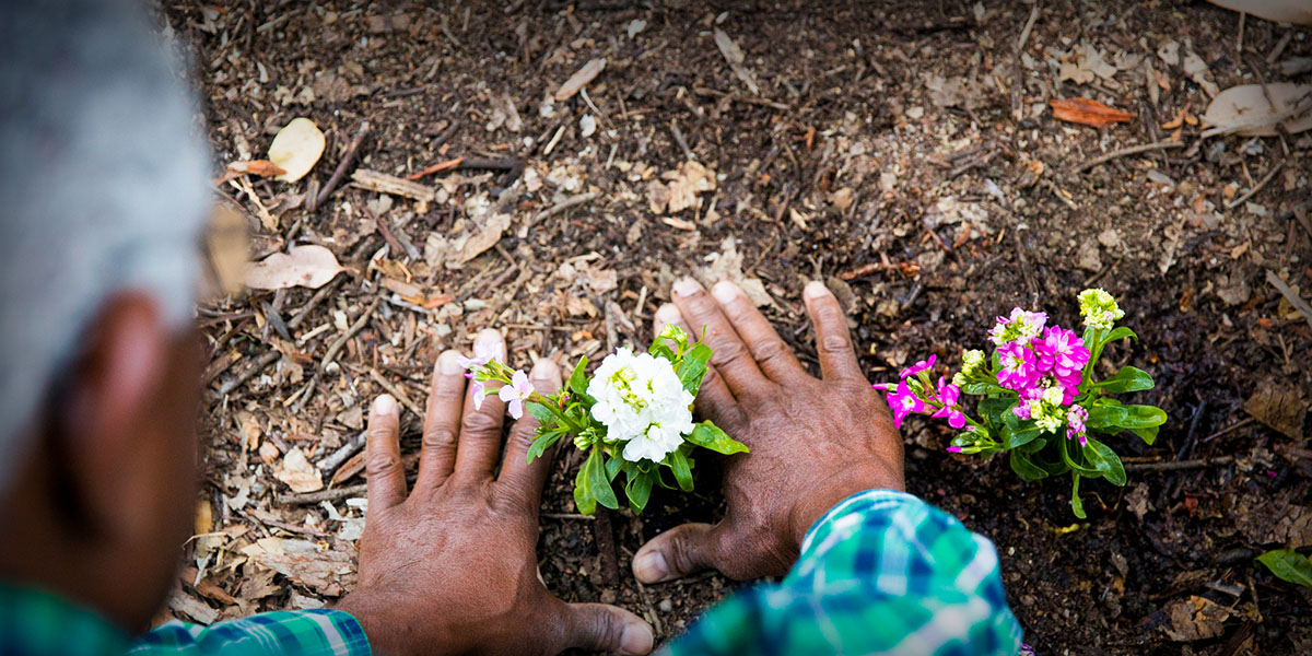 Image of man planting flowers and using mulch.