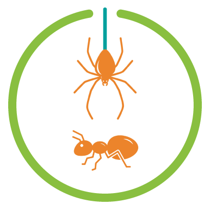 illustration of spiders and ants