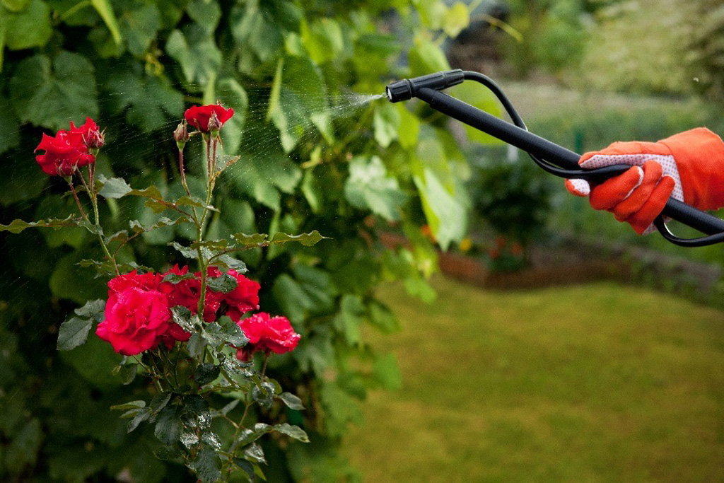 Image of Hose Watering a Rose Bush - 7 Tips to Prevent Garden Pests Blog